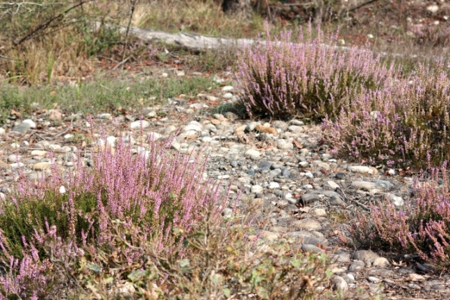 Calluna vulgaris